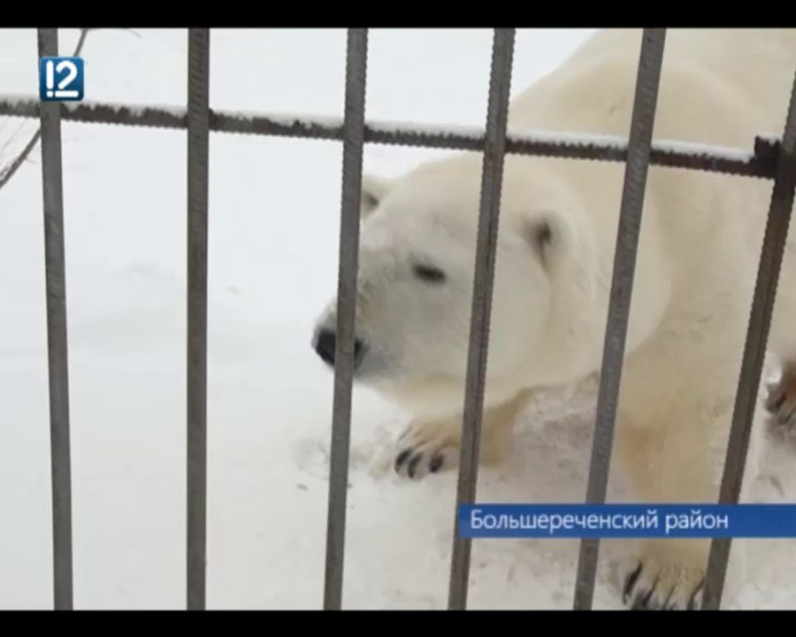 ロシア・ボリシェリェーチェ動物園のグーリャの「国際ホッキョクグマの日（2014年)」