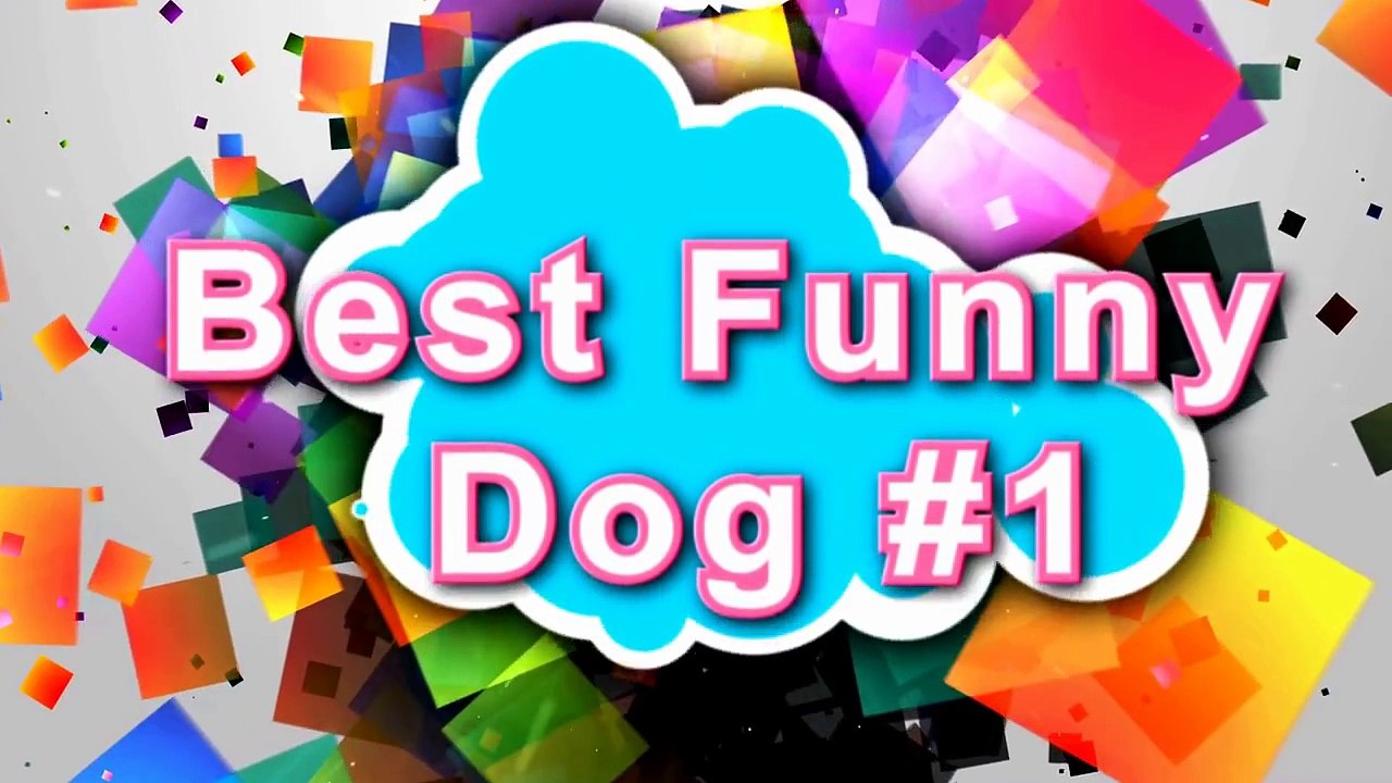 Best Funny Dog Videos Compilation / Приколы с животными