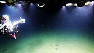 Giant Siphonophore Sighting | Nautilus Live