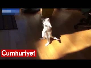 Güneşi yakalamaya çalışan kedi