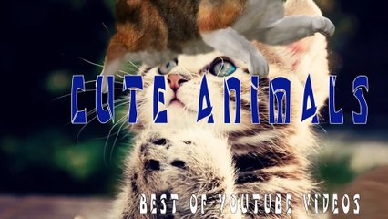 Funny Animals Compilation 2015- Try Not to Laugh or Grin While Watching This Impossible Challenge!