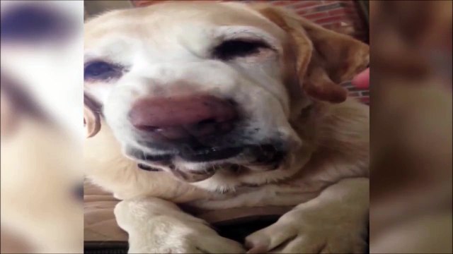 Dog Smiles When Owner Points Finger