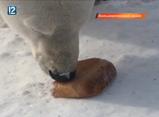 ロシア・ボリシェリェーチェ動物園のグーリャの「国際ホッキョクグマの日（2016年)」