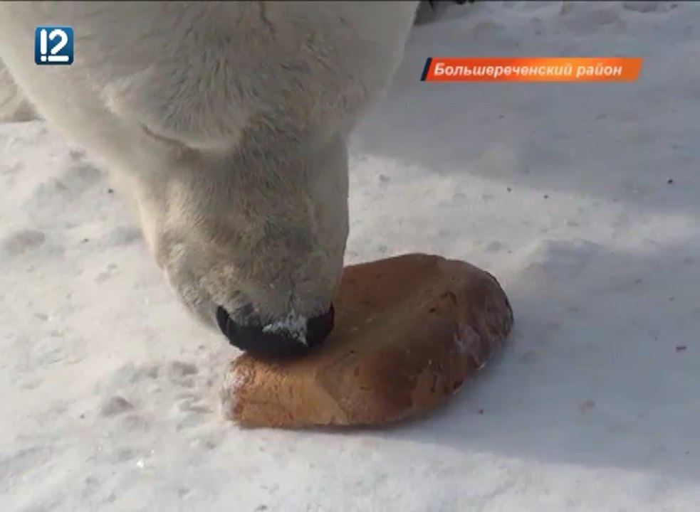 ロシア・ボリシェリェーチェ動物園のグーリャの「国際ホッキョクグマの日（2016年)」
