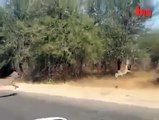 غزال يقفز داخل سيارة سياح هرباً من فهد جائع سبحان الله
