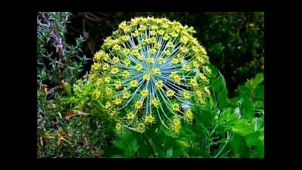 Гальбанум Магия эфирных масел