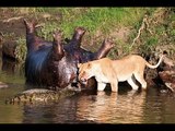 معركة بين اشرس الحيوانات للحصول على فرس النهر