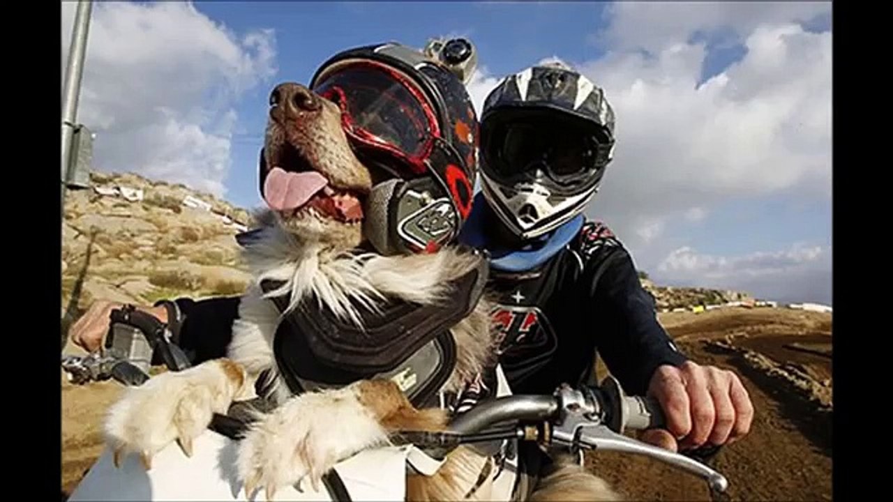 Un cane viene abbandonato sulla strada ma un motociclista lo vede. Quello che succede dopo è davvero meraviglioso!