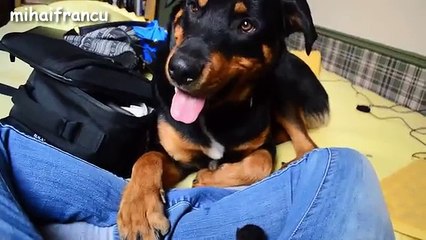 funny videos,Dogs Meeting Kittens For The First Time Compilation 2016