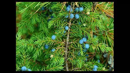 Можжевельник Магия эфирных масел