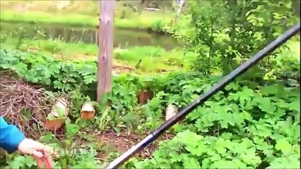 Забавные Кошки! Веселая Видео Подборка 2015- №11