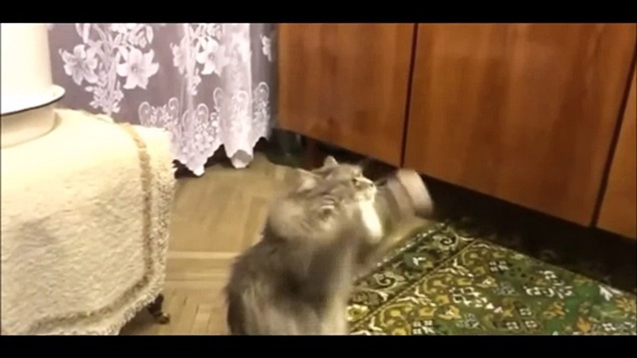 Веселые Кошки 2015! Смешное Видео с Кошками! Funny Cats Video 2015 -