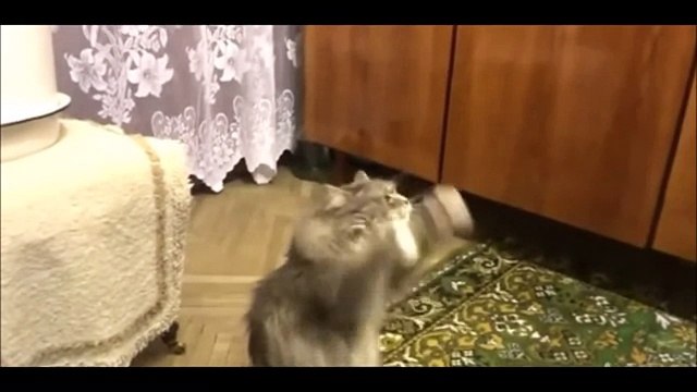 Веселые Кошки 2015! Смешное Видео с Кошками! Funny Cats Video 2015 -