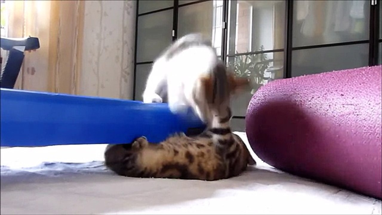 Веселые Кошки 2015 - Смешное Видео с Кошками - Funny Cats Video Compilation