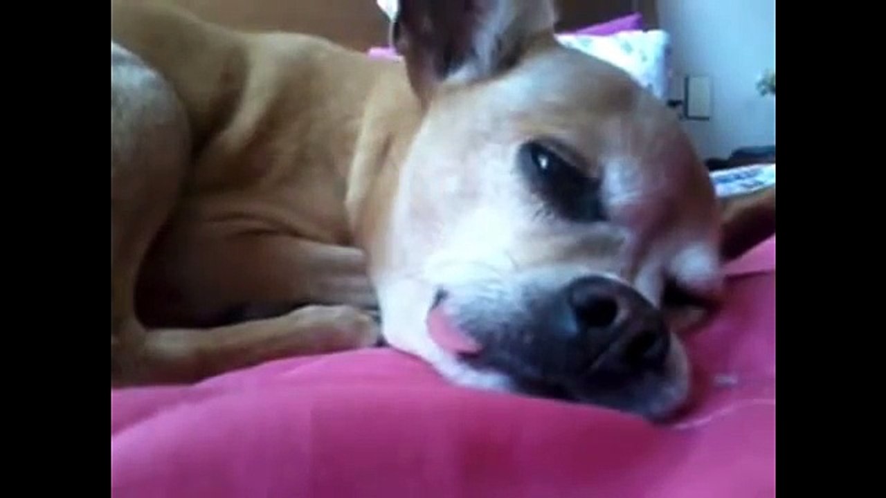 TOP 5 Funniest Dog Movies TOP 5 Funny And Cute Dog Videos