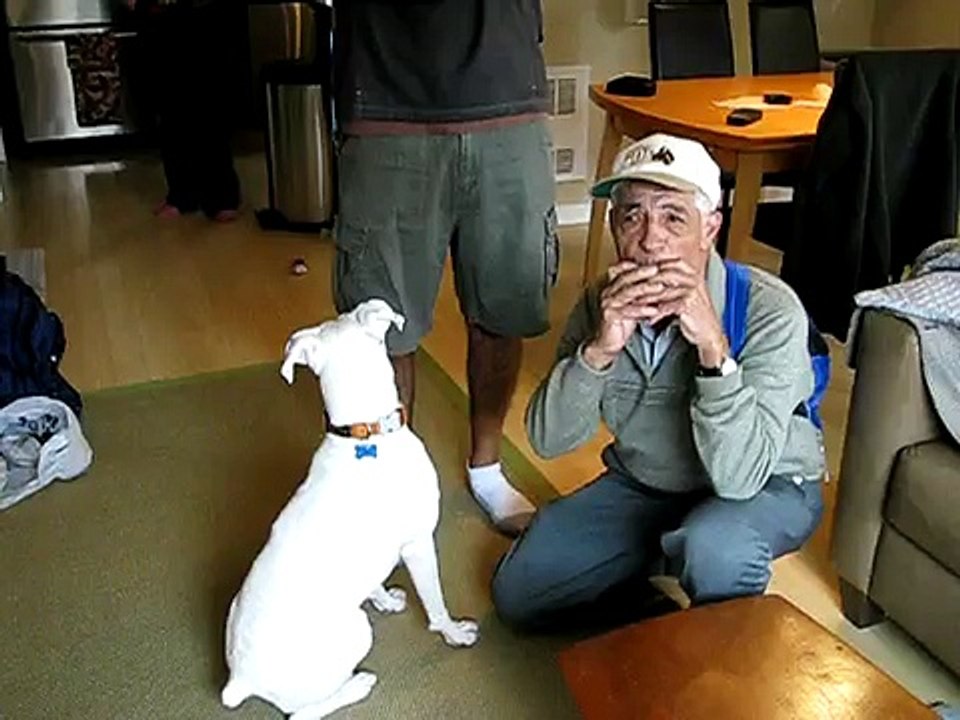 Our boxer Tia sings with her grandpa