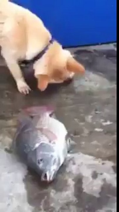 This Dog want to safe fish