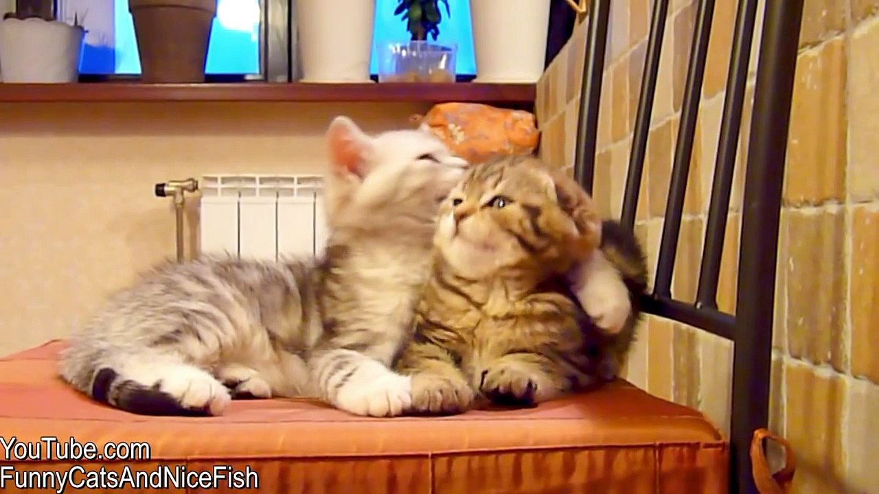Happy Valentines Day ! Top 20 Cute Kittens and Cats Hugs