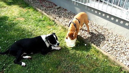 BX Dogge & Cane Corso Mix