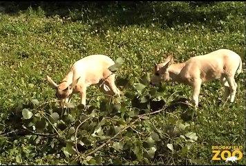 Addax Mom and Cute Addax Baby at Brookfield Zoo