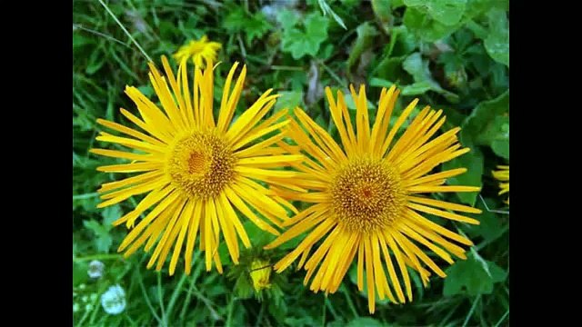 Девясил Свойства эфирных масел