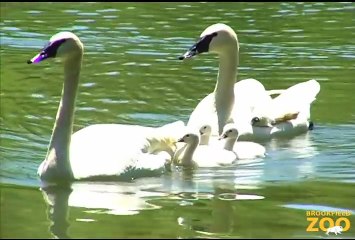 Trumpeter Swan Chicks Hatch at Brookfield Zoo