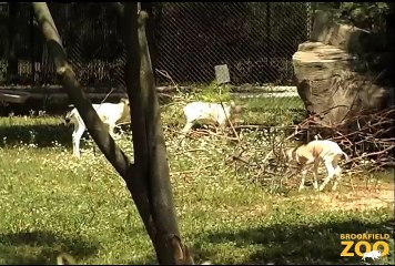 Addax Calves at Brookfield Zoo