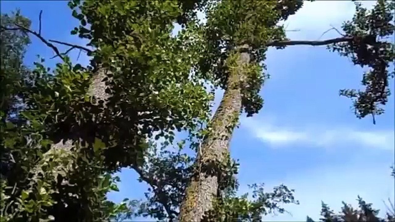 Fokus Naturaufnahmen: Vogesen Frankreich