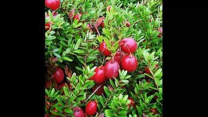 Маска с клюквой для нормальной кожи