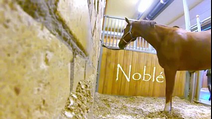 At Deyip Geçmeyin, İzleyin.. Yok Böyle Bir Şey