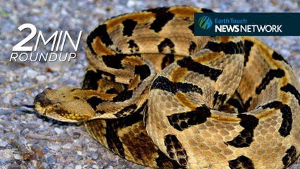 Rattlesnake relocation, a gorilla C-section & one amazing whale necropsy