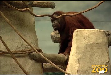 Maggie Orangutan Turns 51!