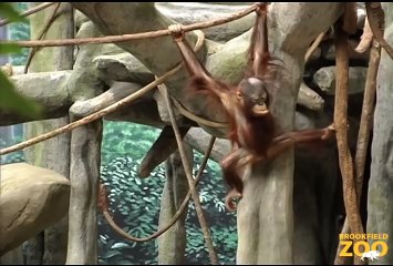 You Can Help Wild Orangutans