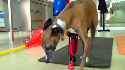 Dog who lost legs in lawnmower accident gets 3D-printed limb