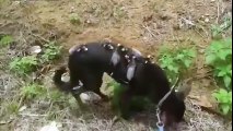Un cane adotta cuccioli di opossum orfani!