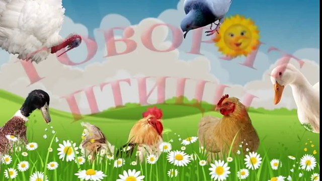 Говорят птицы (голоса птиц). Наши уточки с утра... Talking birds cartoon. Наше_всё!