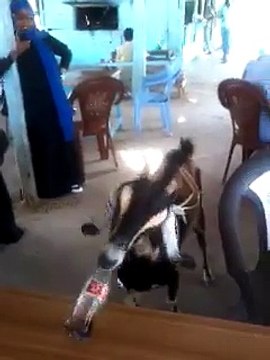 GOAT DRINKING COCA COLA BOTTLES (MUST WATCH) !!