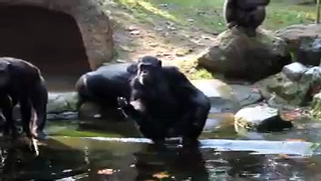 Funny_Chimps_So_Human_Like