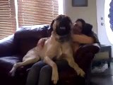 Un chien très très gros English Mastiff