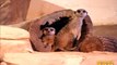 Meerkats On Guard at Brookfield Zoo