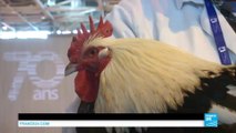 Salon de l'agriculture : les animaux sur leur 31 à quelques heures de l'ouverture