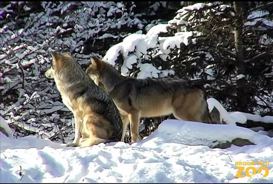 Mexican Gray Wolves in Snow at Brookfield Zoo