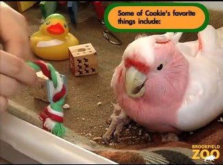 Cookie Cockatoo Pops Up at Brookfield Zoo
