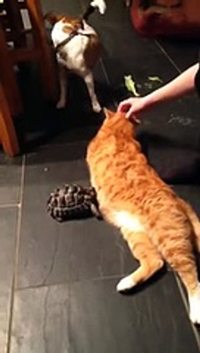 Tortoise really doesn't like Fred the cat