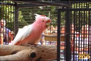 Cookie Cockatoo Turns 77 at Brookfield Zoo