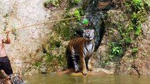 Thailand's infamous Tiger Temple fights to keep big cats