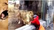 ANIMAL ATTACK : Lion attack human in circus- Lion attack Trainer