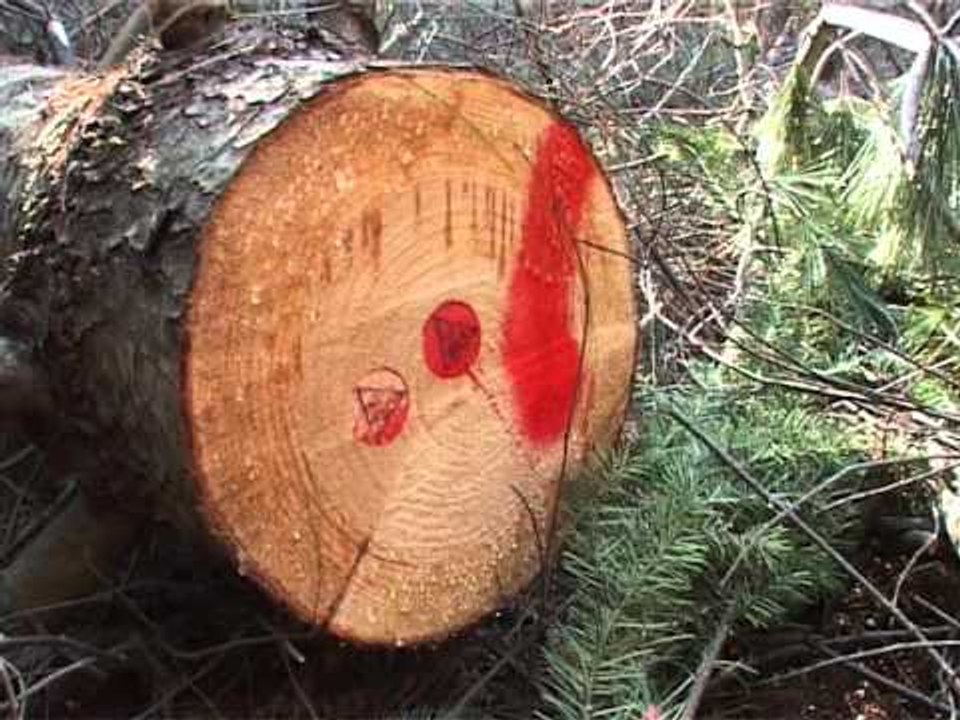 Lajme-Prerja e Drunjëve të dëmtuar