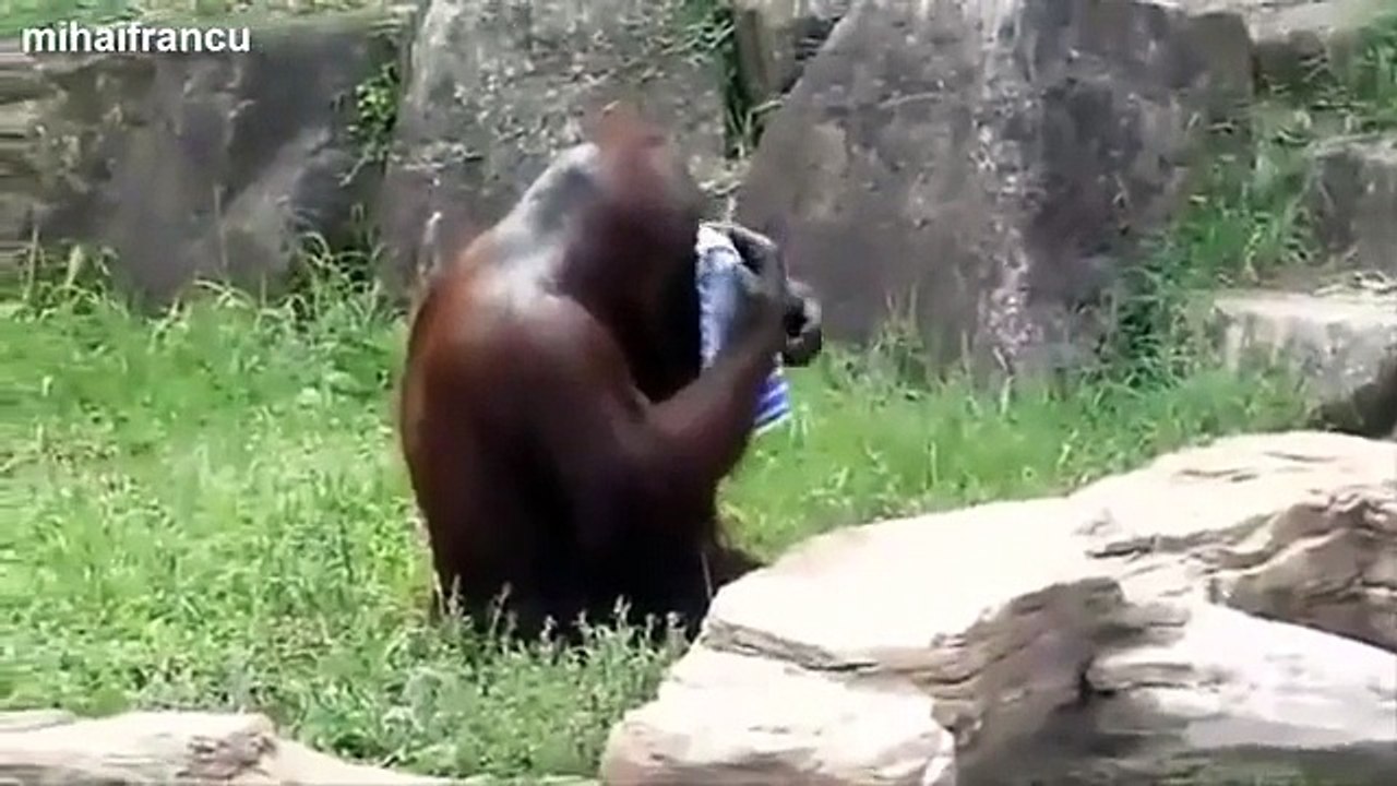 Top 10 Funny Monkey Videos Compilation 2014 NEW