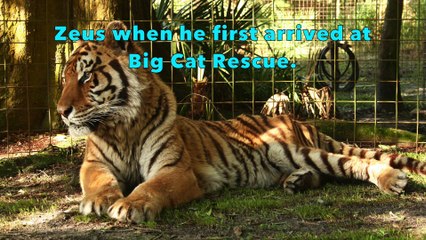 FAQ Friday: Keisha and Zeus Tigers